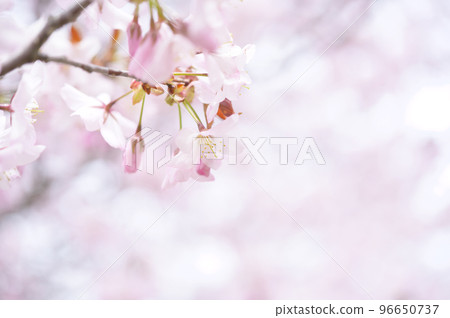 Cherry blossoms in full bloom (simultaneous shooting with cinematic video) Cherry blossoms in full bloom (simultaneous shooting with cinematic video) 96650737