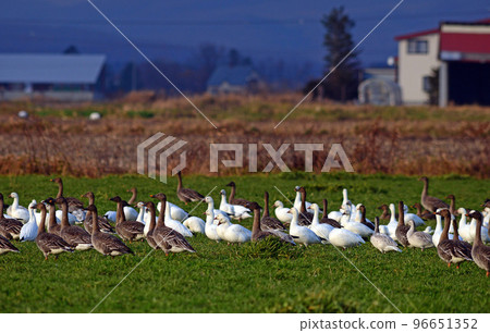 Hakugan Hakugan 96651352