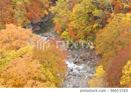 Jogakura Valley (Aomori City, Aomori Prefecture) Close-up view of autumn leaves Jogakura Valley (Aomori City, Aomori Prefecture) Close-up view of autumn leaves 96651568