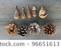 Fried squirrel shrimp and various pine cones 96651613