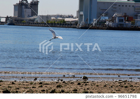 Ashiya City Great egret running on the surface of the Ashiya River mouth Ashiya City Great egret running on the surface of the Ashiya River mouth 96651798