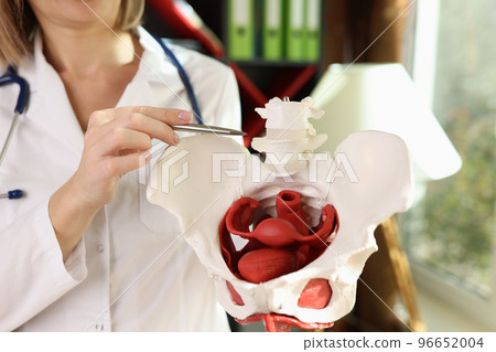 Doctor gynecologist showing bones of female pelvis closeup Doctor gynecologist showing bones of female pelvis closeup 96652004
