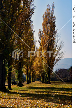 A row of poplar trees bathed in the setting sun at the end of October. Maeda Forest Park is located in Teine Ward, Sapporo City. Autumn leaves of poplars and their shadows. A row of poplar trees bathed in the setting sun at the end of October. Maeda Forest Park is located in Teine Ward, Sapporo City. Autumn leaves of poplars and their shadows. 96652533