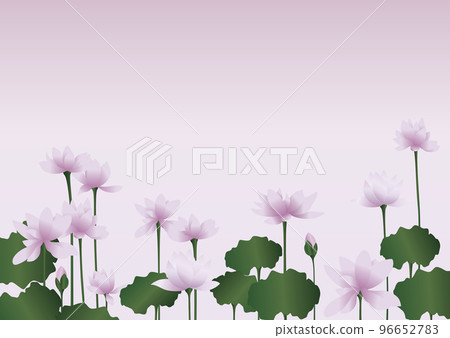 盛開的荷花背景素材 盛開的荷花背景素材 96652783