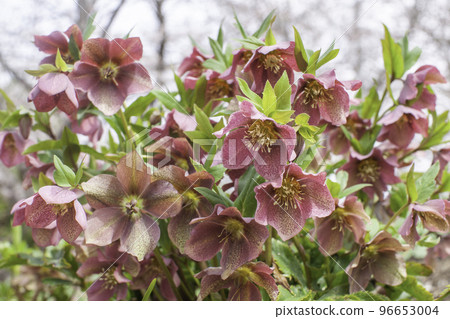 Christmas rose red Christmas rose red 96653004