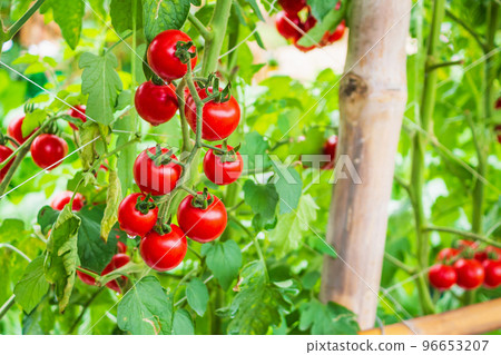 Fresh ripe red tomatoes plant growth in organic greenhouse garden ready to harvest Fresh ripe red tomatoes plant growth in organic greenhouse garden ready to harvest 96653207