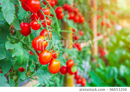 Fresh ripe red tomatoes plant growth in organic greenhouse garden ready to harvest 96653208