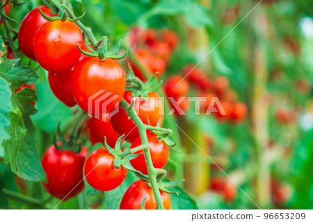 Fresh ripe red tomatoes plant growth in organic greenhouse garden ready to harvest Fresh ripe red tomatoes plant growth in organic greenhouse garden ready to harvest 96653209