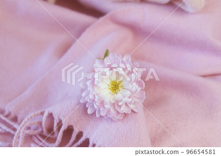 Cashmere texture, natural wool, pink cashmere clothes folded on the table, fabric background, top view, concept of warmth and winter comfort Cashmere texture, natural wool, pink cashmere clothes folded on the table, fabric background, top view, concept of warmth and winter comfort 96654581