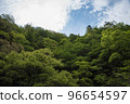 新鮮的綠色森林和藍天 96654597