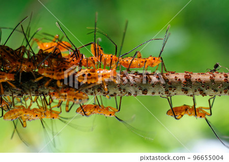 Aphid infestation Macro pest on green background Pests Aphids on tree top branches Attacked by harmful insects. Aphid infestation Macro pest on green background Pests Aphids on tree top branches Attacked by harmful insects. 96655004