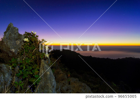 Rhododendron on the viewpoint in the morning Doi Luang Chiang Dao Chiang Mai Province. Rhododendron on the viewpoint in the morning Doi Luang Chiang Dao Chiang Mai Province. 96655005