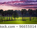 Sugar Palm trees and rice fields in the beautiful morning, Phetchaburi, Thailand. 96655014