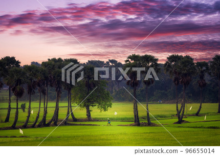 Sugar Palm trees and rice fields in the beautiful morning, Phetchaburi, Thailand. 96655014