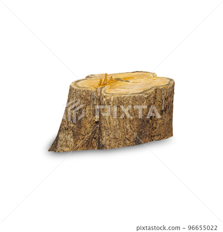 Teak stump isolated on white background with clipping path, The stump of a teak tree that has been cut short. 96655022