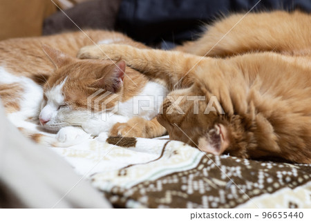 Two cats sleeping 96655440