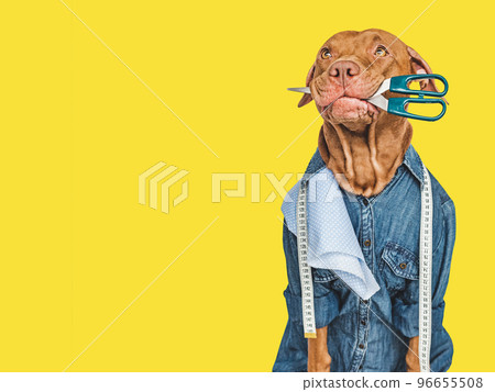 Puppy holding measuring tape and piece of cloth Puppy holding measuring tape and piece of cloth 96655508