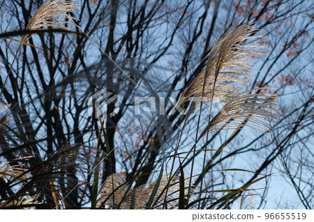 Ears of a Japanese cedar 96655519