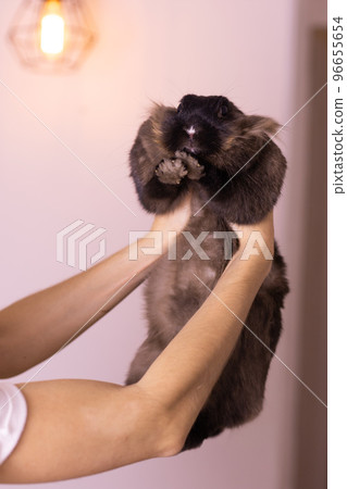 Close-up female hands holds adorable rabbit indoors, close up. Lovely pet and animal concept 96655654