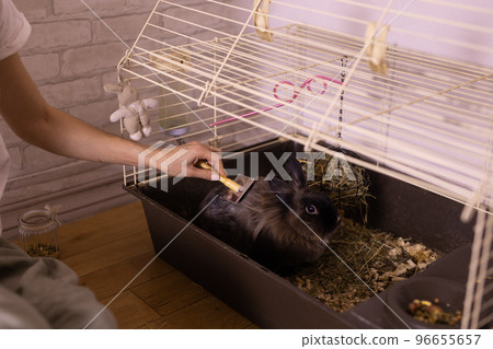 Black little rabbit is shedding. Girl combs his fur with special comb. Care of pets concept 96655657