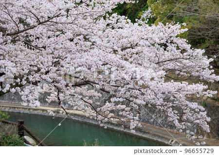 嬉野溫泉町“靠近鹽田川”的櫻花 96655729