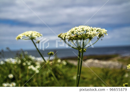 White flowers of Water-dropwort , Oenanthe javanica, at storm beach by Enniscrone, County Sligo - Ireland White flowers of Water-dropwort , Oenanthe javanica, at storm beach by Enniscrone, County Sligo - Ireland 96655879