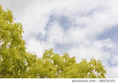 年輕的樟葉和初夏的天空風景 96656103