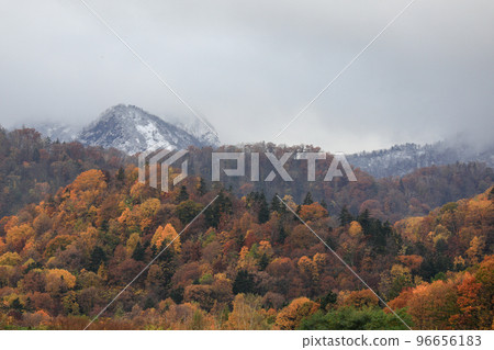 [北海道富良野市]雪山與紅葉 96656183