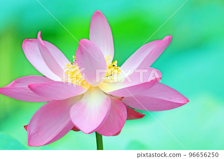 風景與蓮花 風景與蓮花 96656250