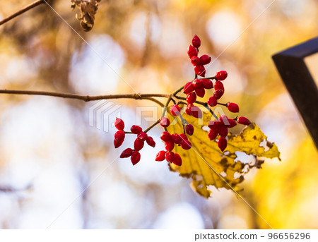 秋莢蓮 秋莢蓮 96656296