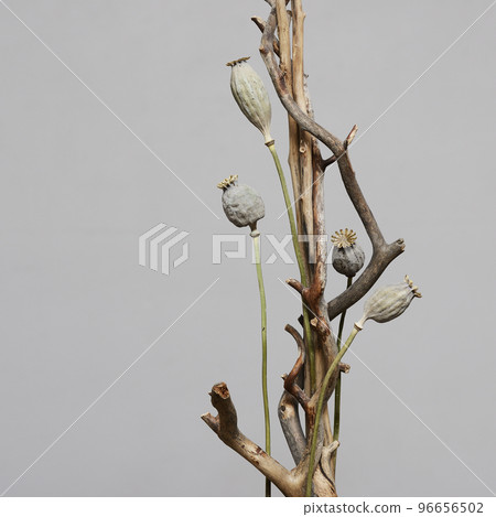 installation of dry branches and dried poppy seed heads 96656502