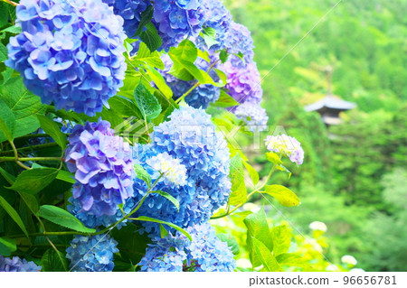 [Setouchi 33 Kannon Sacred Site] No. 10: Hydrangea flowers and three-storied pagoda at Fussa-ji Saihoin Temple, Bizen City, Okayama Prefecture 96656781