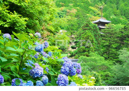 【瀨戶內33觀音聖地】第10期:岡山縣備前市福佐寺西鳳院5號繡球花和三層寶塔 【瀨戶內33觀音聖地】第10期:岡山縣備前市福佐寺西鳳院5號繡球花和三層寶塔 96656785