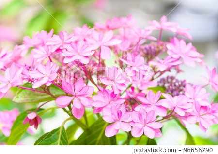 【山陽花之寺二十四所】第14號福生寺彩鳳院粉紅色星形繡球花岡山縣備前市 【山陽花之寺二十四所】第14號福生寺彩鳳院粉紅色星形繡球花岡山縣備前市 96656790