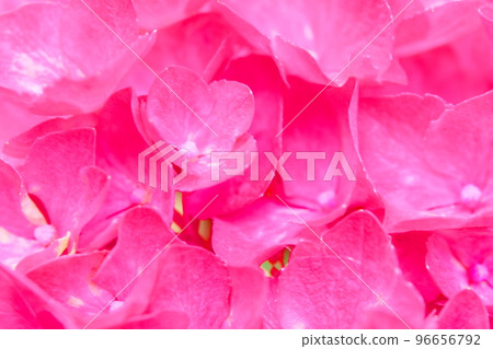 [Sanyo Hana no Tera Twenty-Four Temples] No. 14 Fussa-ji Saiho-in Close-up of red hydrangeas 1 Bizen City, Okayama Prefecture 96656792