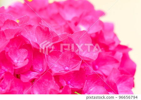 [Sanyo Hana no Tera Twenty-Four Temples] No. 14 Fussa-ji Saiho-in Close-up of red hydrangeas 3 Bizen City, Okayama Prefecture 96656794