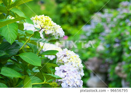 [Sanyo Hana no Tera 24 Temples] No. 14 Fussa-ji Saiho-in Hydrangea blooming along the approach 1 Bizen City, Okayama Prefecture 96656795