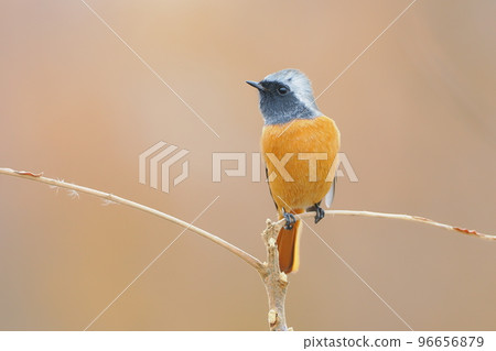 來到越冬地的雄性紅尾鴝 96656879