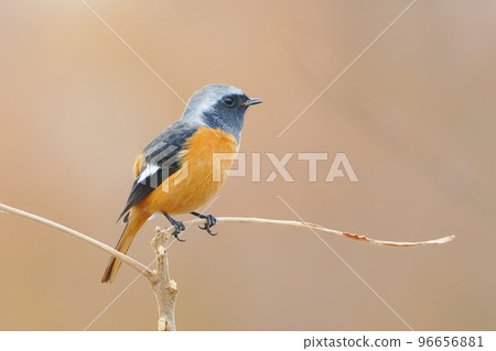 來到越冬地的雄性紅尾鴝 96656881