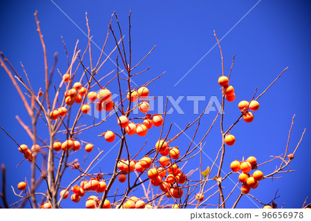 Persimmon fruit remaining on a branch that has lost its leaves 96656978