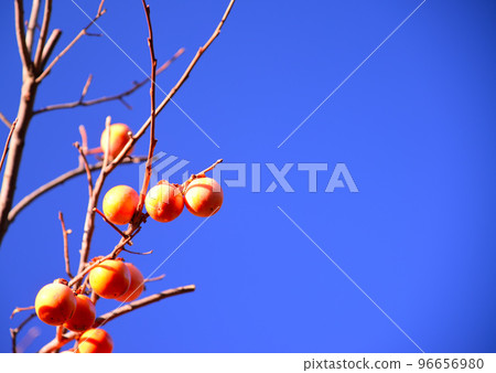 柿子果實留在失去葉子的樹枝上 柿子果實留在失去葉子的樹枝上 96656980