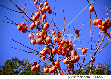 Persimmon fruit remaining on a branch that has lost its leaves Persimmon fruit remaining on a branch that has lost its leaves 96656985