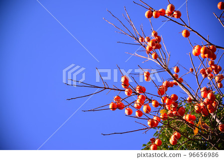 Persimmon fruit remaining on a branch that has lost its leaves 96656986