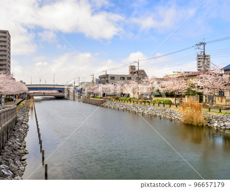 Shinkawa Thousand Cherry Trees/Edogawa Ward Shinkawa Thousand Cherry Trees/Edogawa Ward 96657179