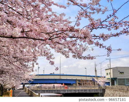 Shinkawa Thousand Cherry Trees/Edogawa Ward Shinkawa Thousand Cherry Trees/Edogawa Ward 96657181