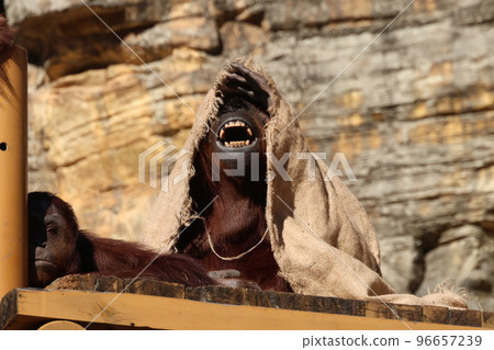 Orangutan 96657239