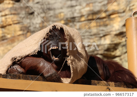 Orangutan Orangutan 96657317