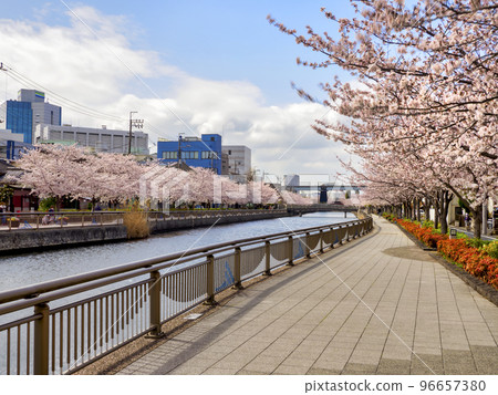 新川千櫻/江戶川區 新川千櫻/江戶川區 96657380