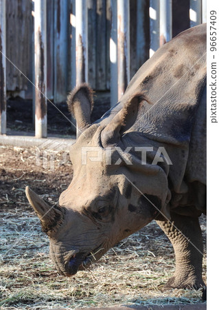 印度戒指 96657409