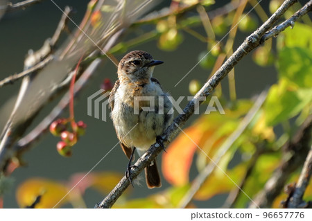 北海道夏鳥雌黑尾 北海道夏鳥雌黑尾 96657776